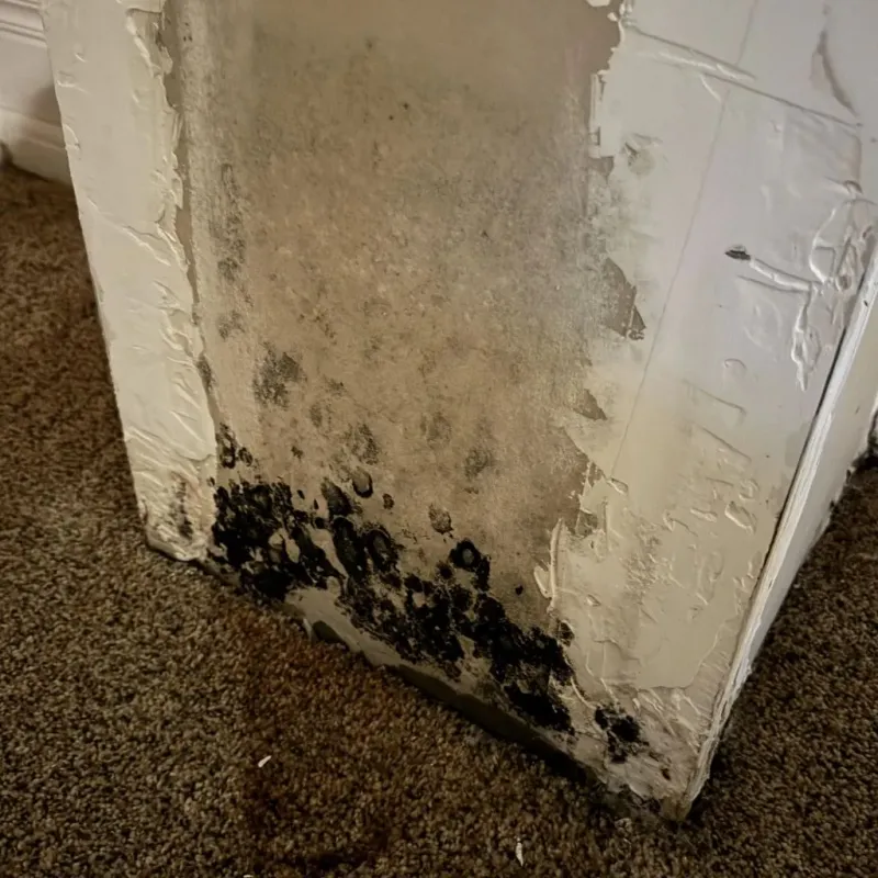 Professional Mold Removal in Crystal River, FL